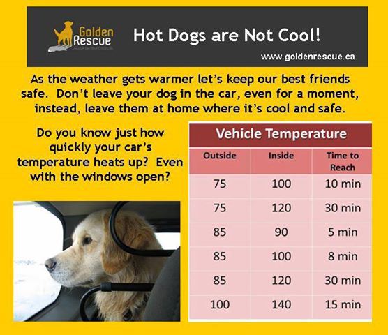 Dog Temperature Chart