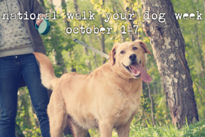 National walk your dog week